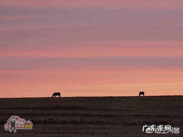 从西藏带羚羊回内地可以吗
