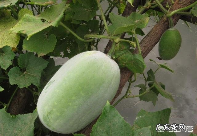 尿酸的“祸根”找到了,医生说:两种饮料尽快远离,具体指什么