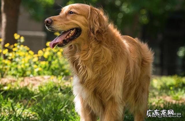 金毛犬喜欢吃什么不能吃什么?