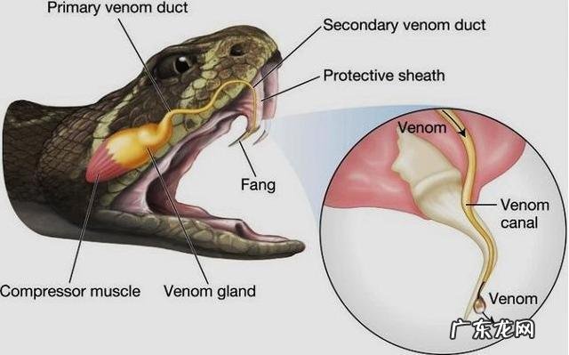 农村阿婆说最大的过山峰蛇可以长到十米长,真的假的哦