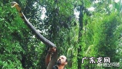 农村阿婆说最大的过山峰蛇可以长到十米长,真的假的哦