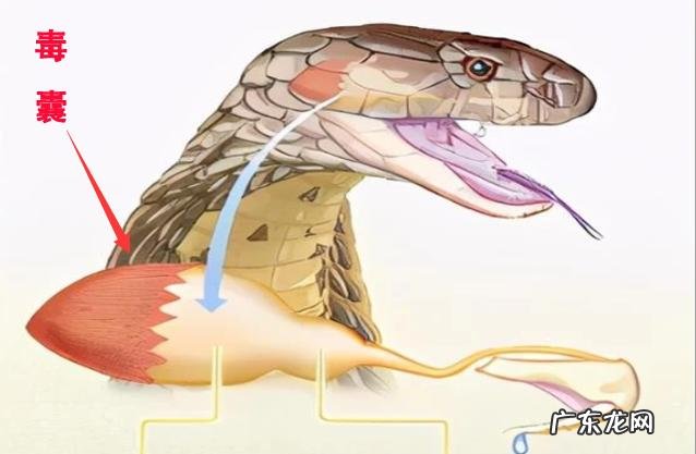 农村阿婆说最大的过山峰蛇可以长到十米长,真的假的哦