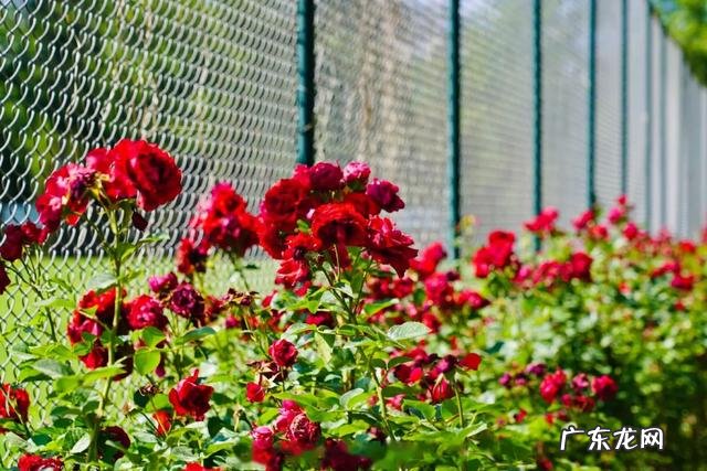 哈尔滨市送餐用接种疫苗吗?