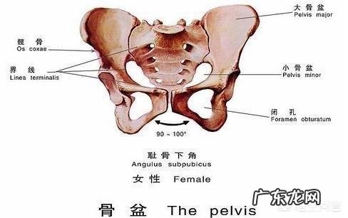 13周的胎儿是什么样的?