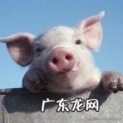 宅家里，过上猪一样的生活，好像没有猪快乐！您有感同身受吗？