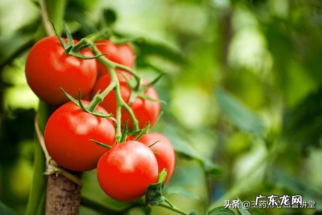 吃西红柿会使血糖升高吗?为什么? 吃西红柿会降血糖吗