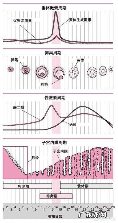 月经总是提前,这是什么原因造成的呢你怎么看