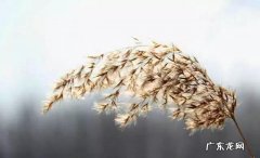 《我们的爱》完美收官，为什么童蕾被贴上“芦苇女性”的标签？