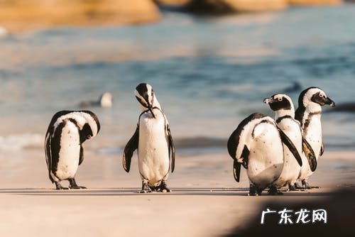 京东直营店是什么意思?和自营店的区别