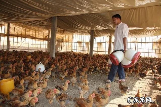 三农九妹为什么会成为网红?