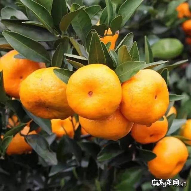 三农九妹为什么会成为网红?