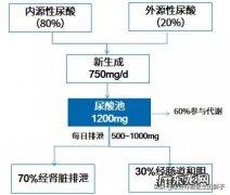 痛风病人肾脏不排酸是什么原因？