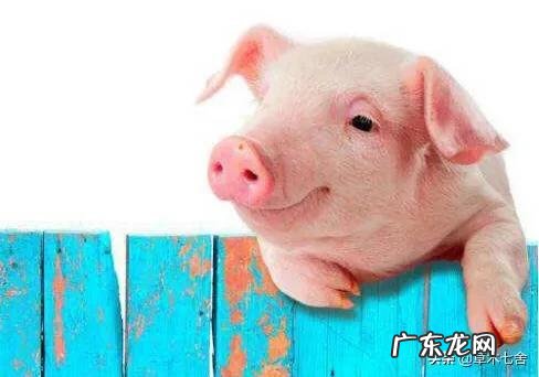 如何避免仔猪断奶后消瘦?