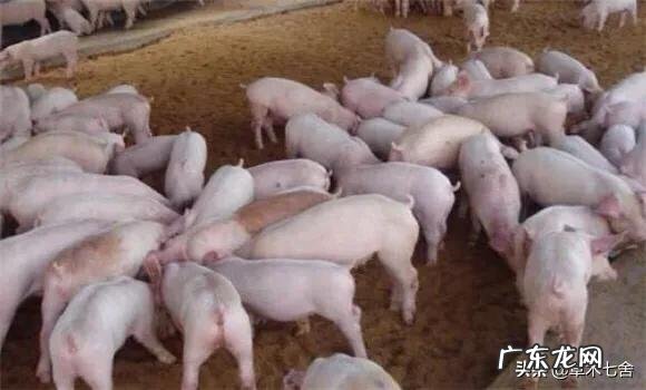 如何避免仔猪断奶后消瘦?