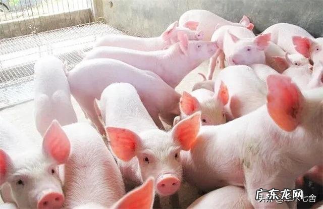 如何避免仔猪断奶后消瘦?