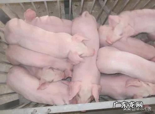 如何避免仔猪断奶后消瘦?