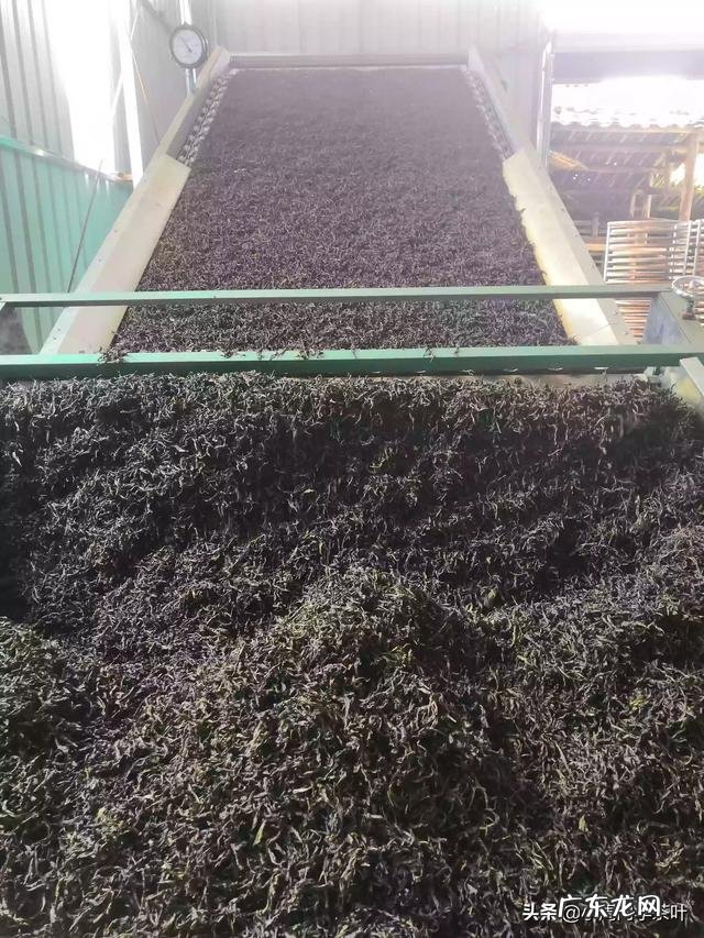 偶尔喝点茶，想知道哪种茶对身体更好，铁观音，还是金峻眉？