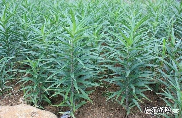 2019年,农村创业致富有什么新方向?