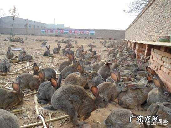 2019年,农村创业致富有什么新方向?