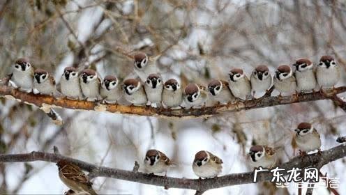 2019年,农村创业致富有什么新方向?