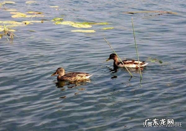 老鸭一天吃多少料可以维持体重?