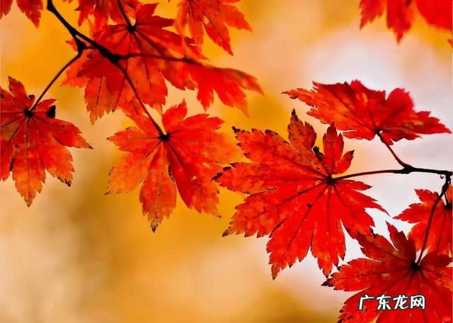 如何在半个月减脂15斤而且不容易反弹