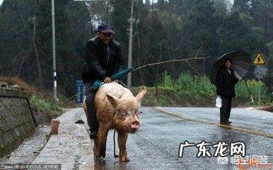 怎样才能使猪到固定的地点排粪便、采食和睡觉?