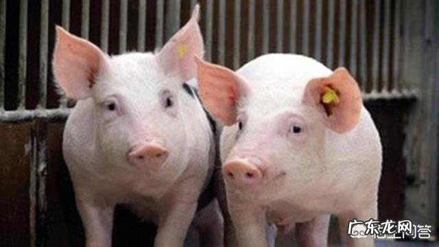 怎样才能使猪到固定的地点排粪便、采食和睡觉?