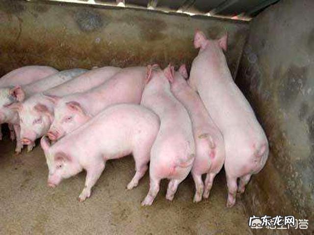 怎样才能使猪到固定的地点排粪便、采食和睡觉?