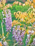 茶叶从药理作用方面分为哪几类？各自有哪些代表？