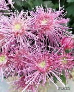 有出国打工的人，能说下自己去了哪个国家，最后攒了多少钱吗