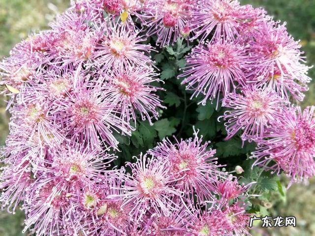 有出国打工的人，能说下自己去了哪个国家，最后攒了多少钱吗