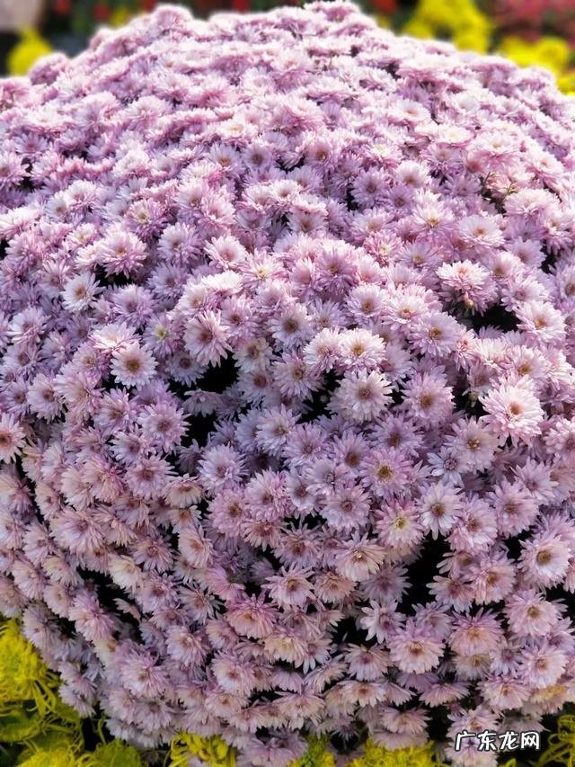 有出国打工的人，能说下自己去了哪个国家，最后攒了多少钱吗