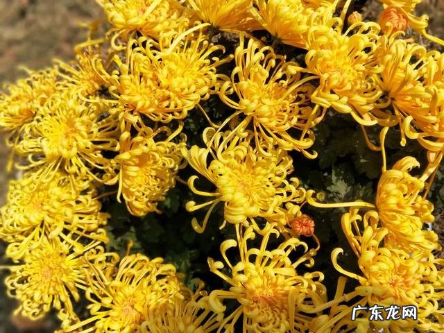 有出国打工的人，能说下自己去了哪个国家，最后攒了多少钱吗