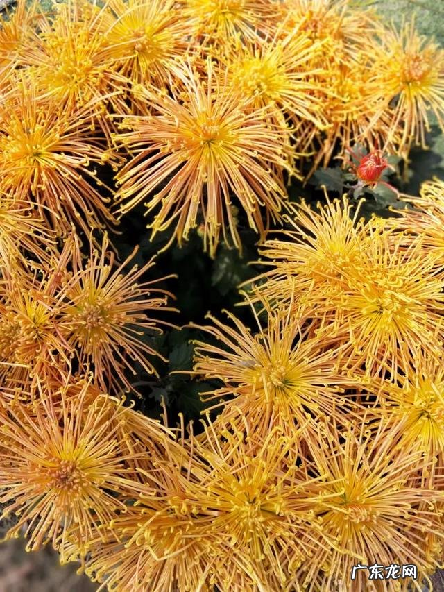 有出国打工的人，能说下自己去了哪个国家，最后攒了多少钱吗