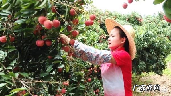 为什么做自媒体的农民巧妇九妹文化不高,其收入却相当高?