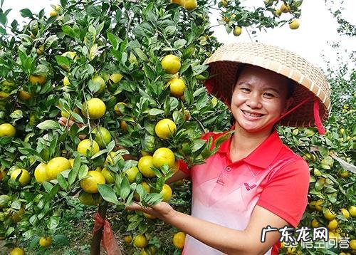 为什么做自媒体的农民巧妇九妹文化不高,其收入却相当高?