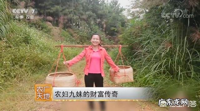 为什么做自媒体的农民巧妇九妹文化不高,其收入却相当高?