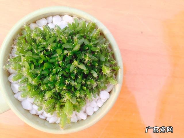 柿子饼上的白色粉末是什么可以不洗直接吃吗