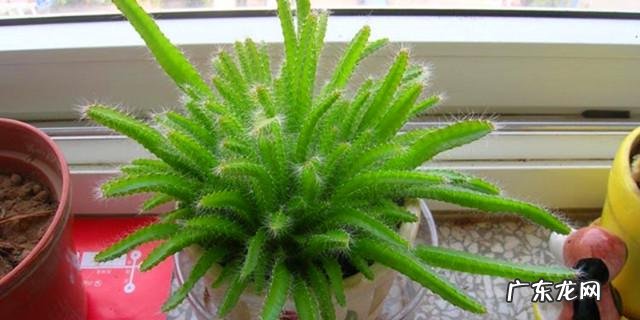 柿子饼上的白色粉末是什么可以不洗直接吃吗