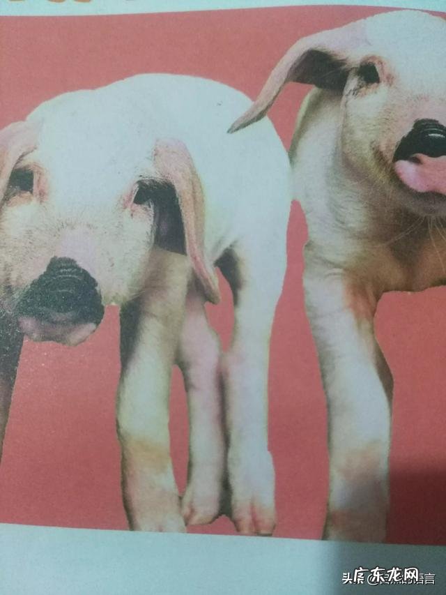 经常听到一句话：好白菜都被猪拱了，到底是什么意思？