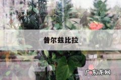 普尔兹比拉「普尔兹比拉 奥登」
