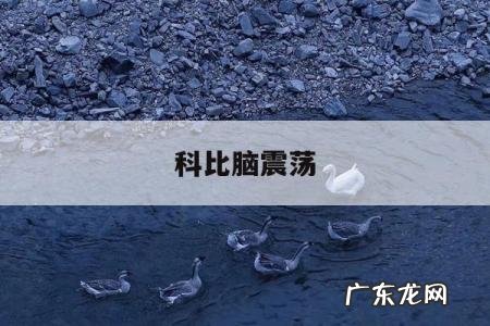 关于科比脑震荡的信息