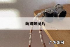 萌猫咪图片-萌猫图片