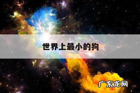 世界上最小的狗「世界上最小的狗狗」