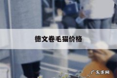 德文卷毛猫价格，德文卷毛猫价格是多少