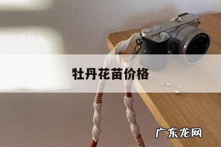 牡丹花苗价格,牡丹花种苗价格