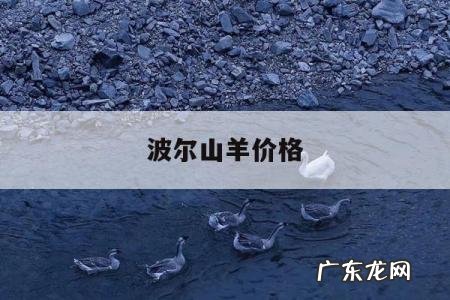 波尔山羊价格,波尔山羊价格表