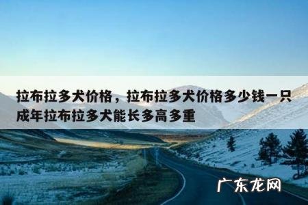 拉布拉多犬价格，拉布拉多犬价格多少钱一只成年拉布拉多犬能长多高多重