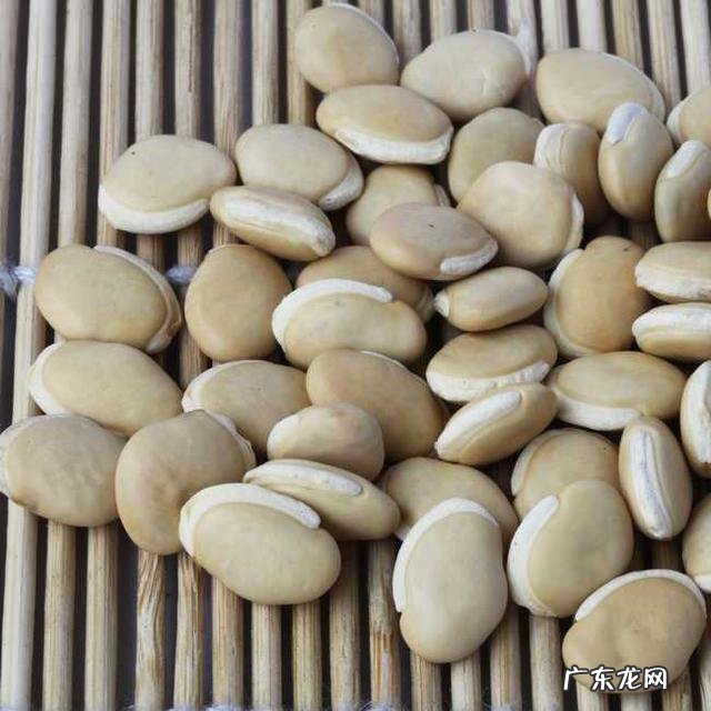 薏苡仁加什么可以祛湿 薏苡仁祛湿怎么吃